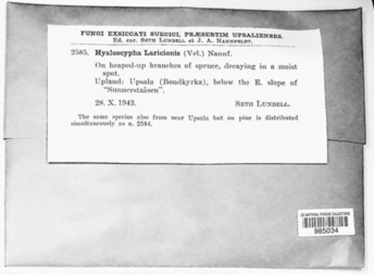 Hyaloscypha laricionis image